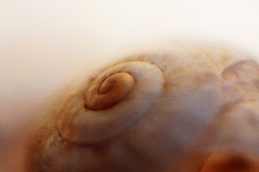 C-1711231